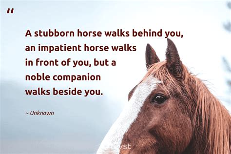 60 Inspirational Horse Quotes & Sayings .